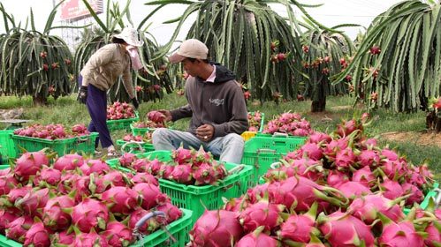 Thanh long đang là mặt hàng được nhiều quốc gia để ý. Ảnh: MH. 