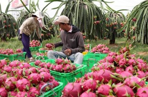 Trái cây tăng giá sau Tết